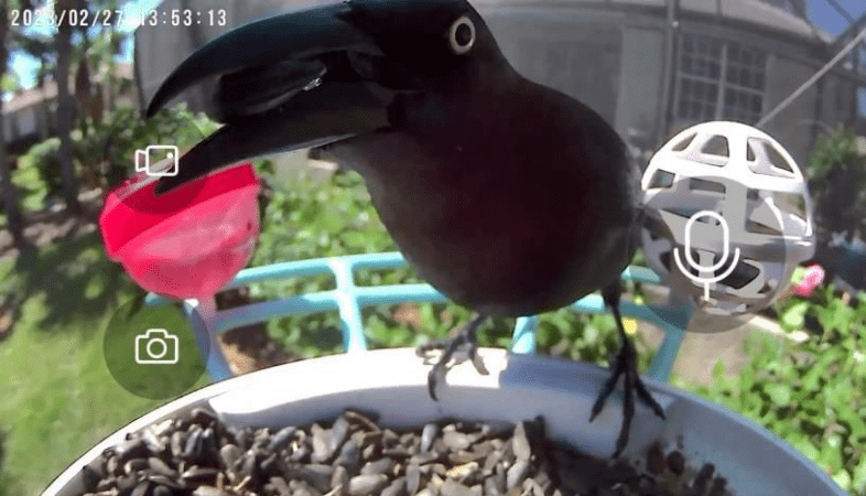 live view of Netvue bird feeder camera