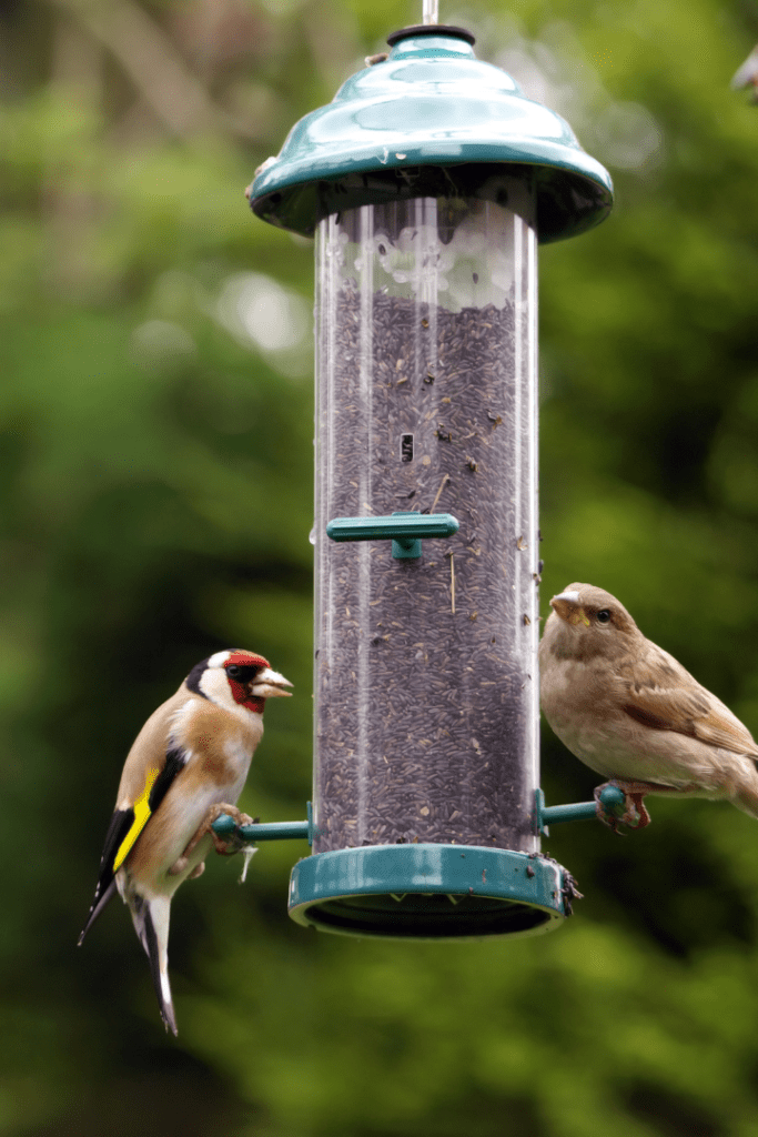 bird feeder with two birds