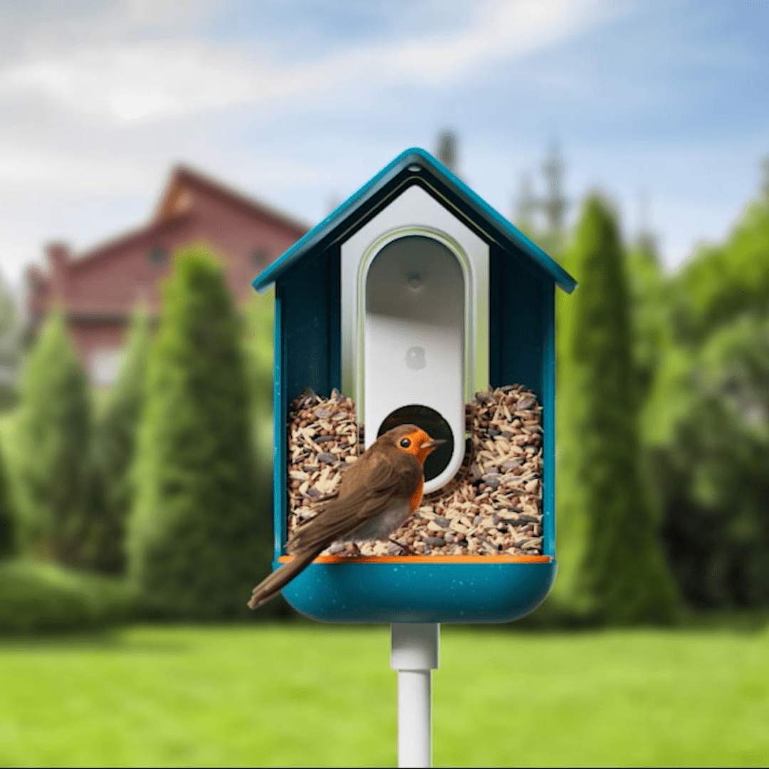 robin at video bird feeder