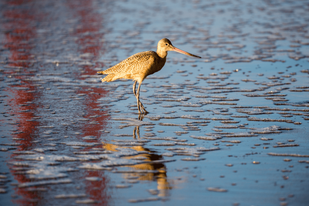 Long-billed Dowitcher standing in pond