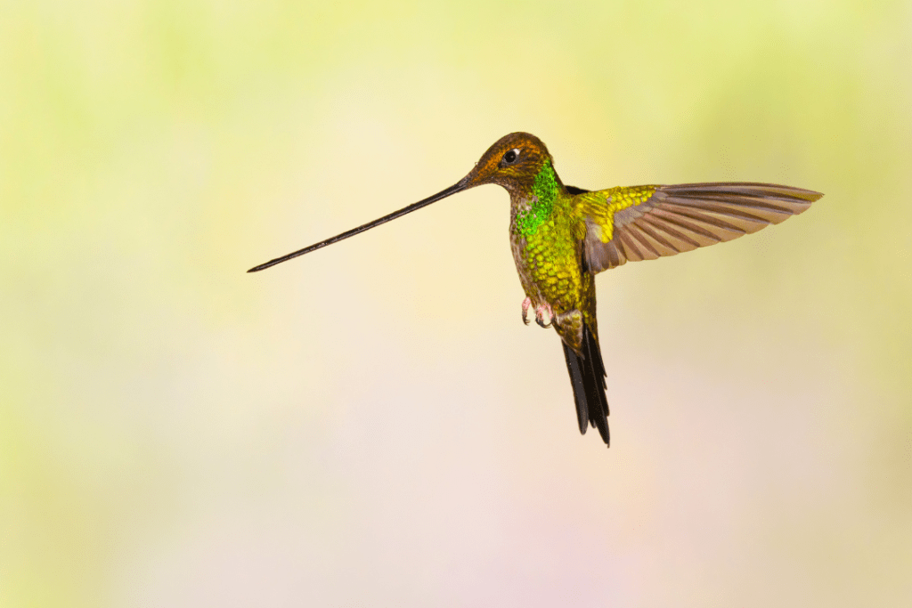 Sword-billed Hummingbird floating in the air