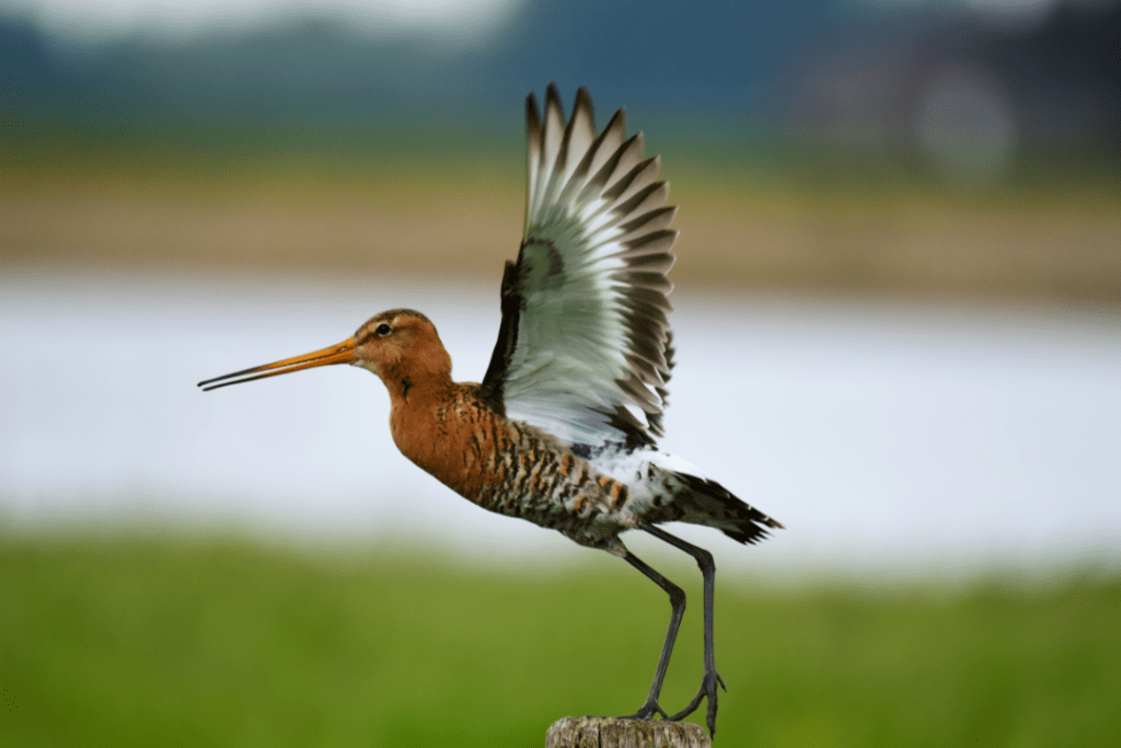 Black-tailed Godwit about to take off from tree