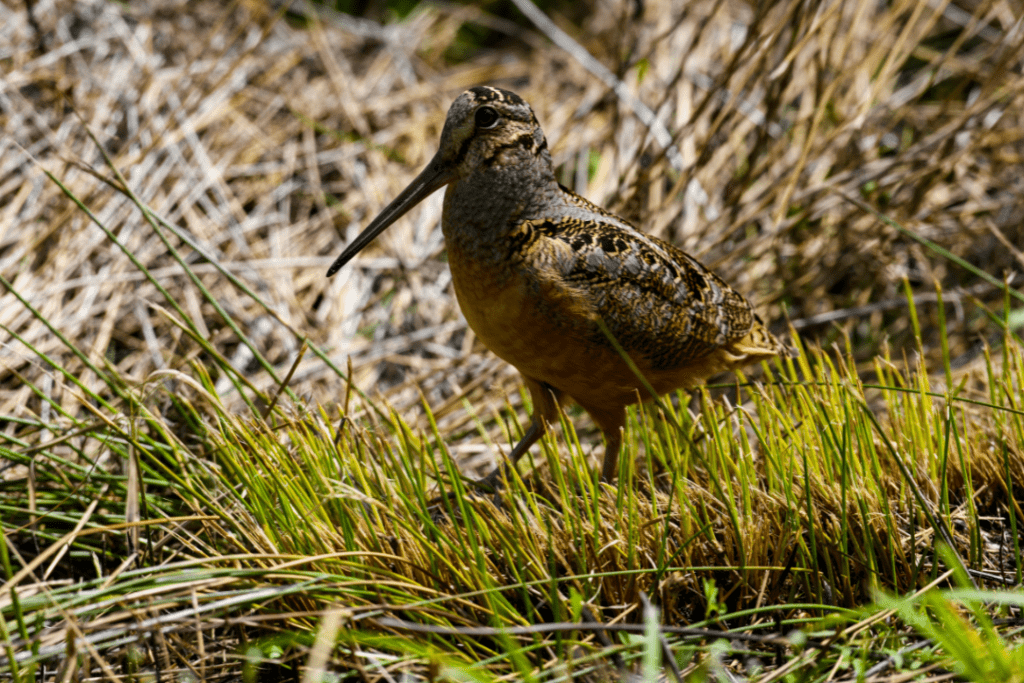 American Woodcock camouflage in swamp