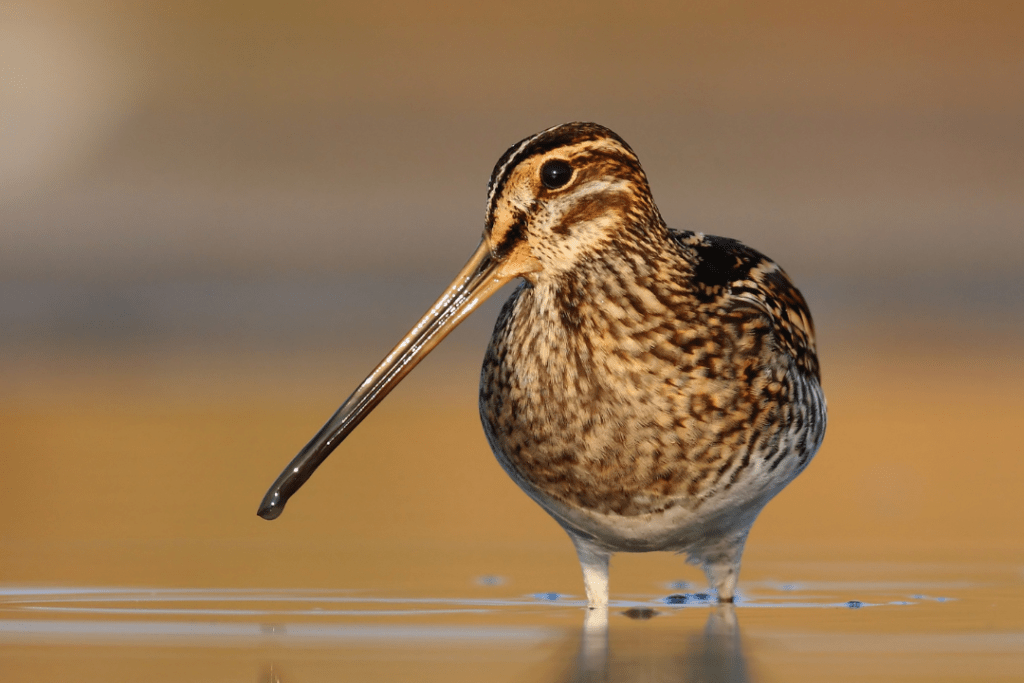 common snipe leg deep in water