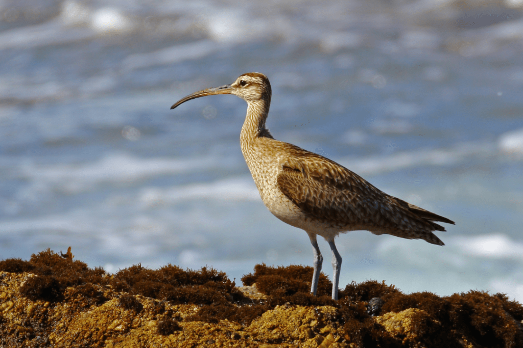 Whimbrel standing on coastside