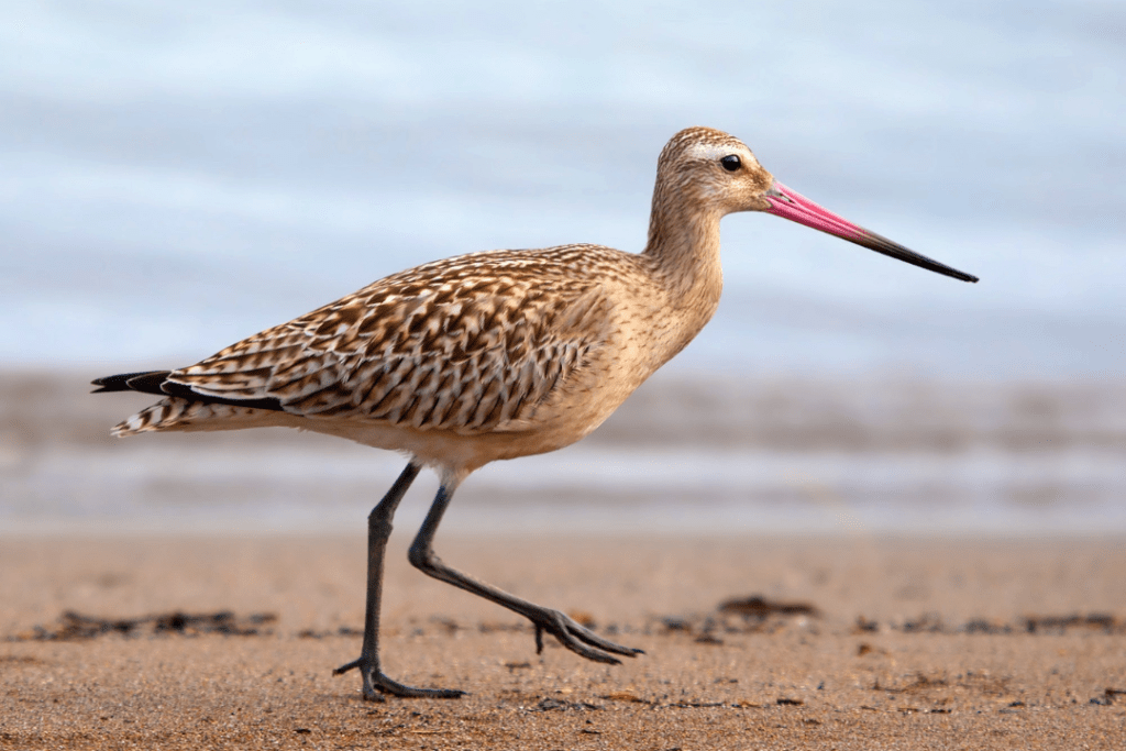 Bar-tailed Godwit on the beach