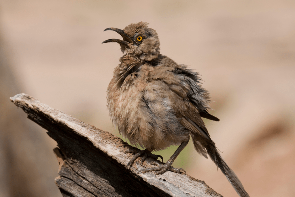 Curve-billed Thrasher standing on a downed log