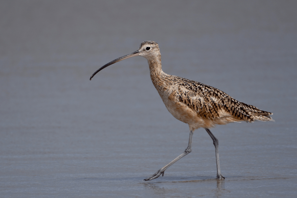 Long-billed Curlew standing on seaside