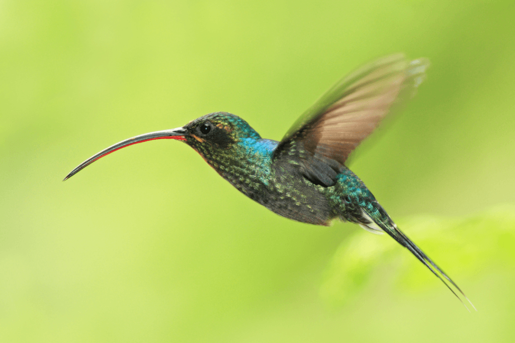 Green Hermit hummingbird floating