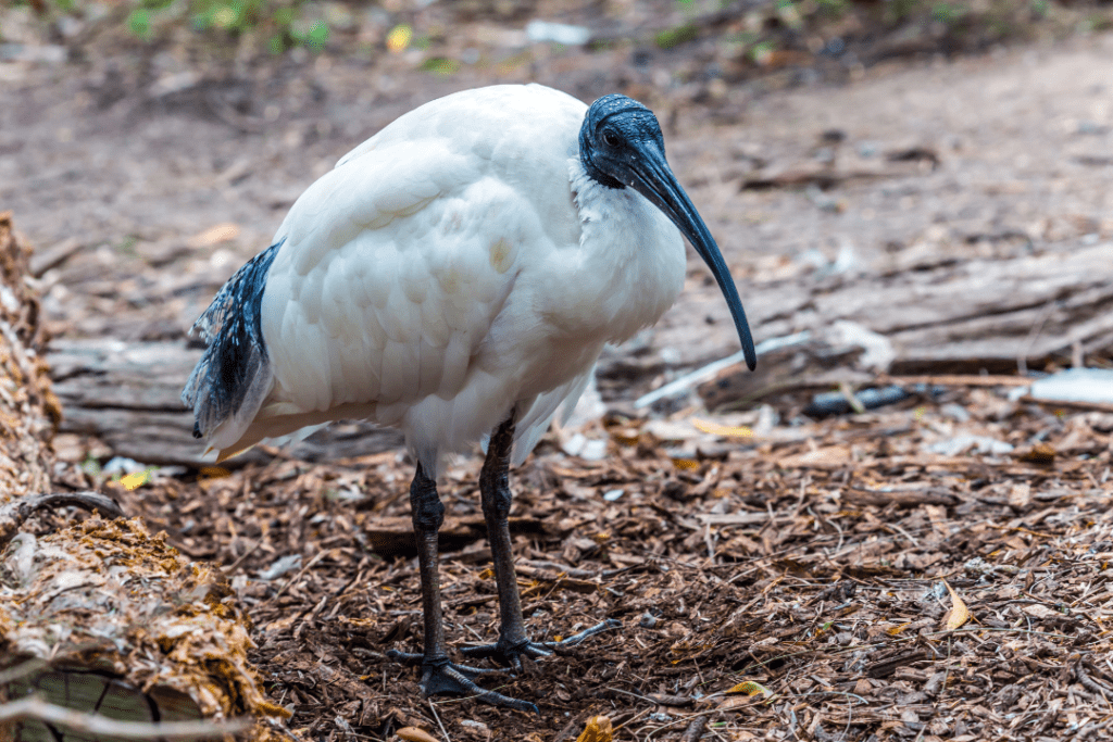 white Kiwi bird on the ground