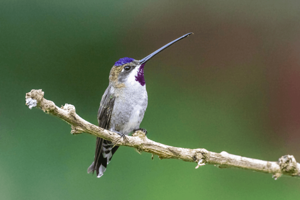 Long-billed Starthroat sitting on branch