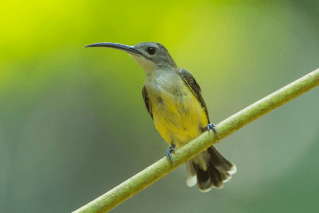 spiderhunter sitting on a branch