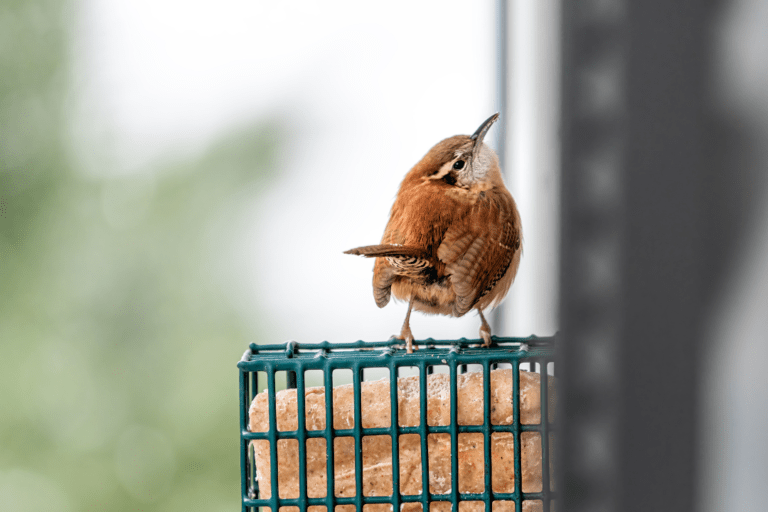 one small brown wren sitting on a suet feeder