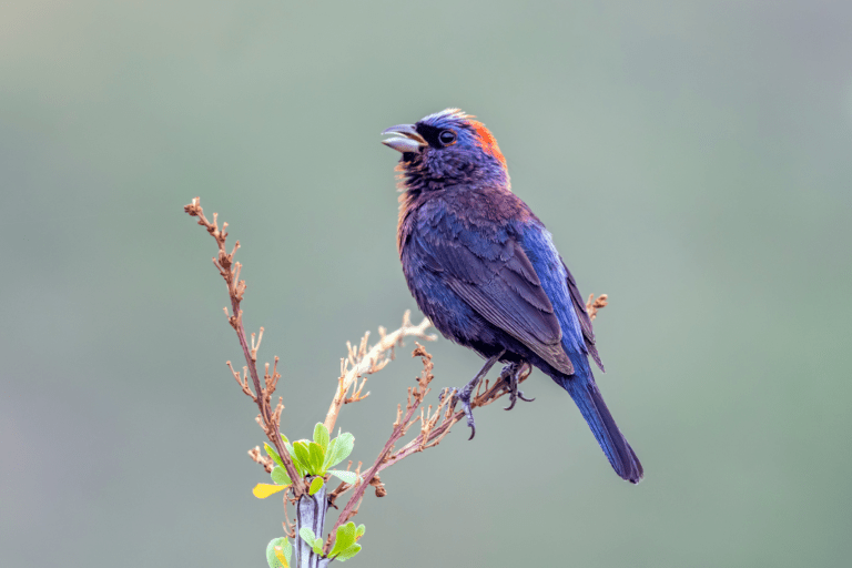 Purple Honeycreeper standing on a branch