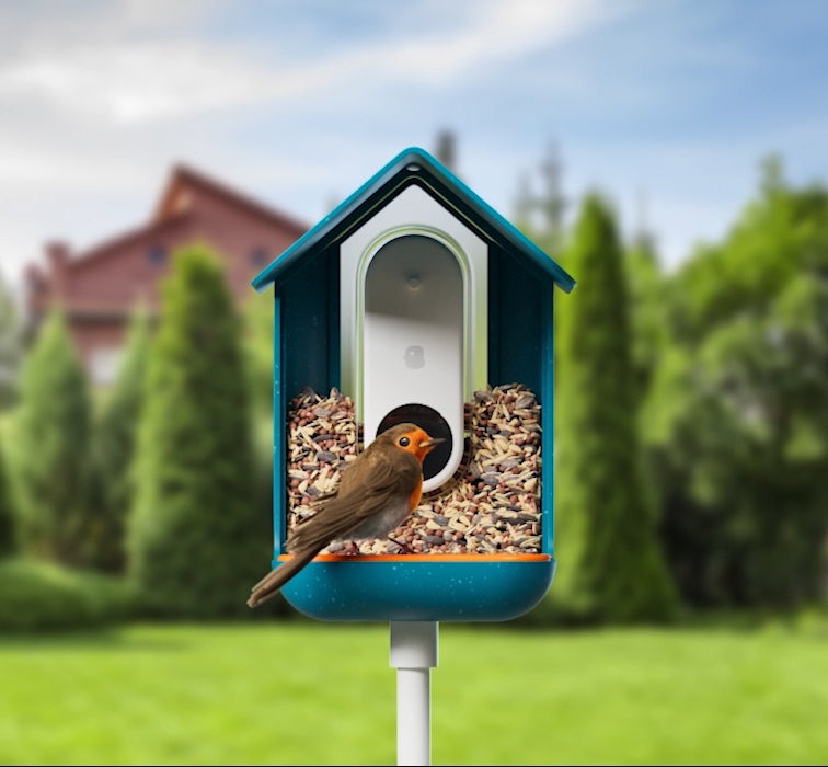 robin at video bird feeder