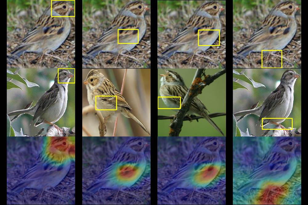 duke university ai bird identification