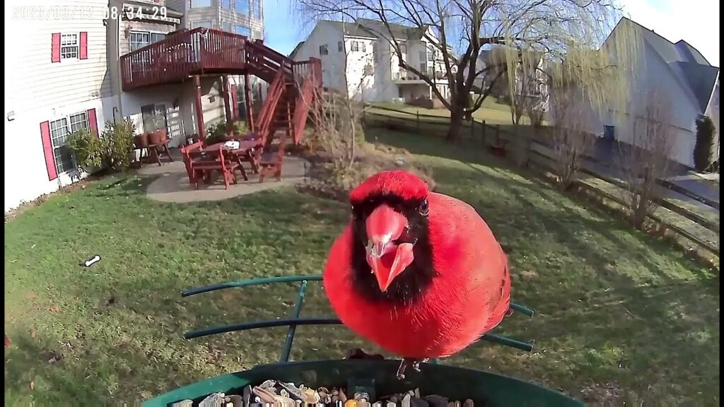 cardinal at soliom video bird feeder