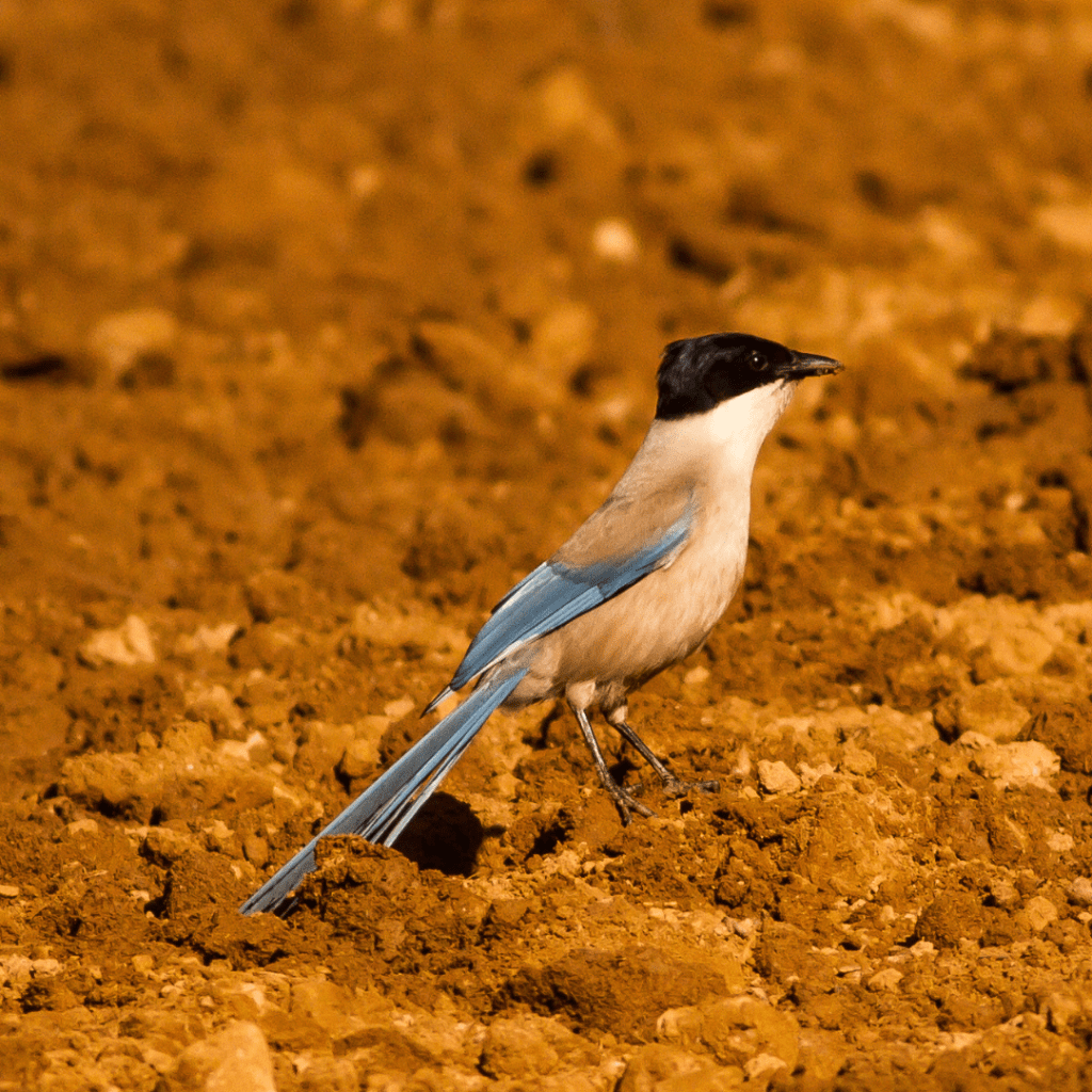 Azure-winged Magpie on the rocky ground