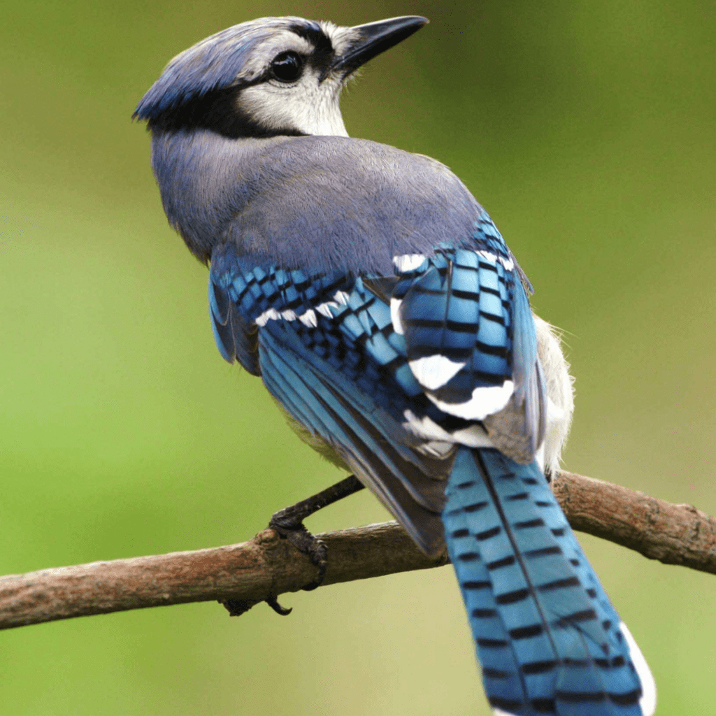 Blue Jay (Cyanocitta cristata) looking back while perched on branch