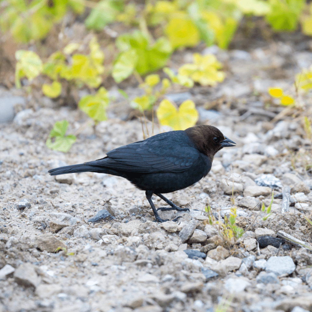 Brown-Headed Cowbird (Molothrus ater) on the ground searching for food