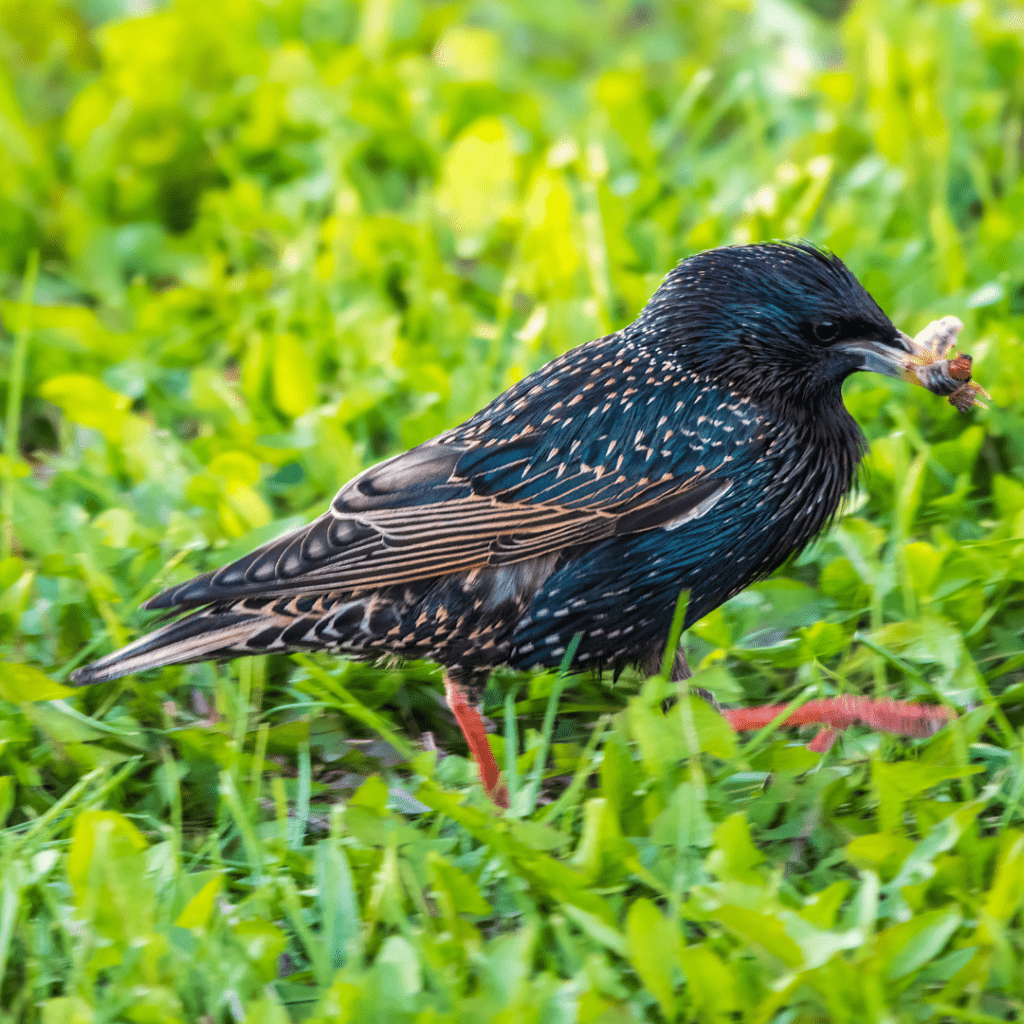 European Starling (Sturnus vulgaris) in the grass eating a bug
