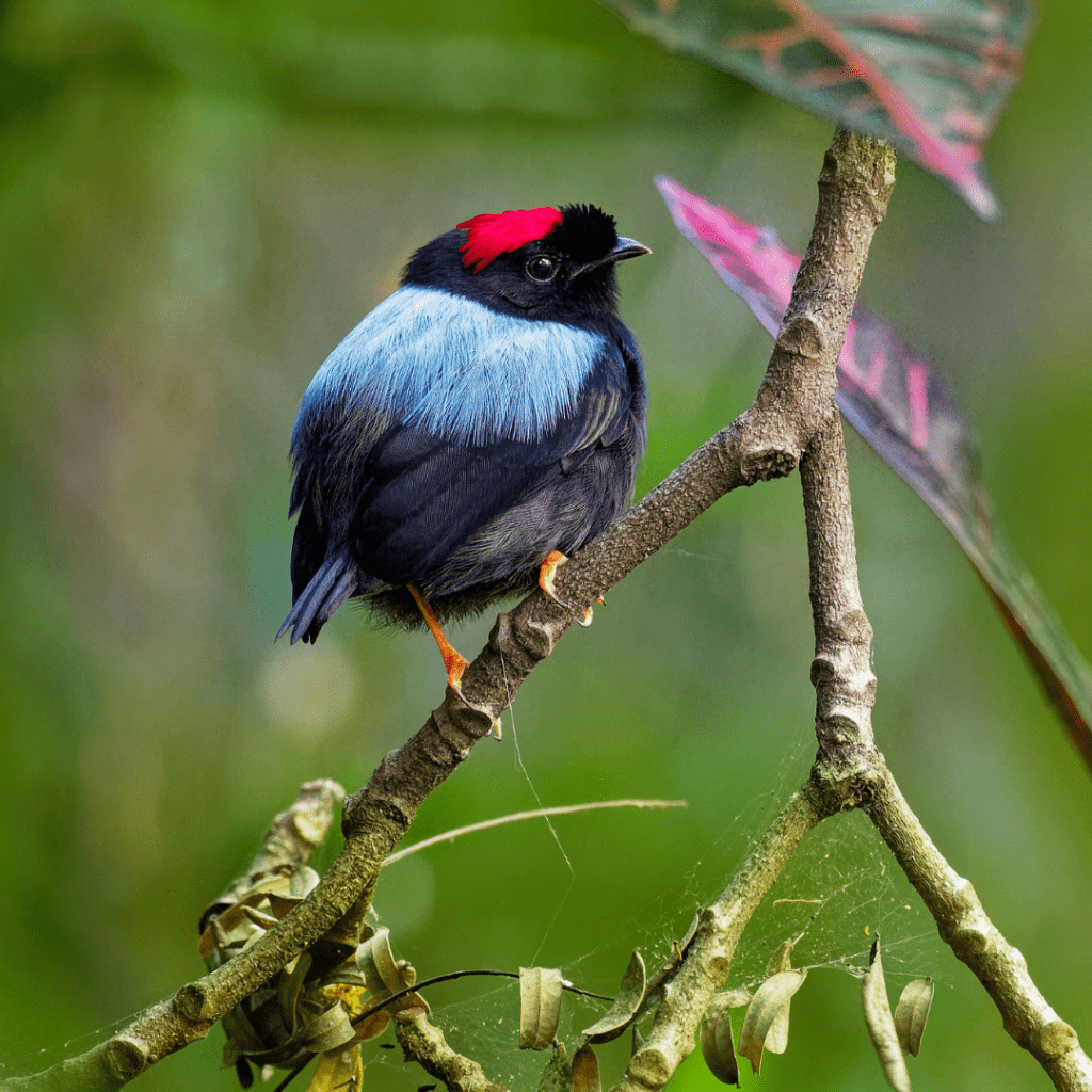Blue Manakin (Chiroxiphia caudata) in central america