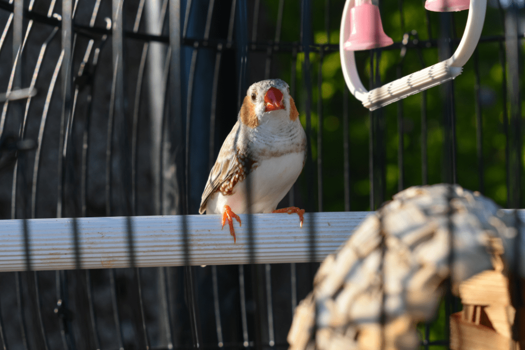 zebra finch perched in its cage