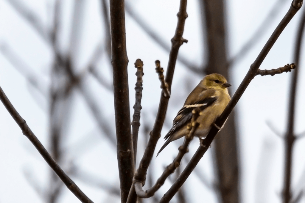 wild goldfinch perched at the top of a tree