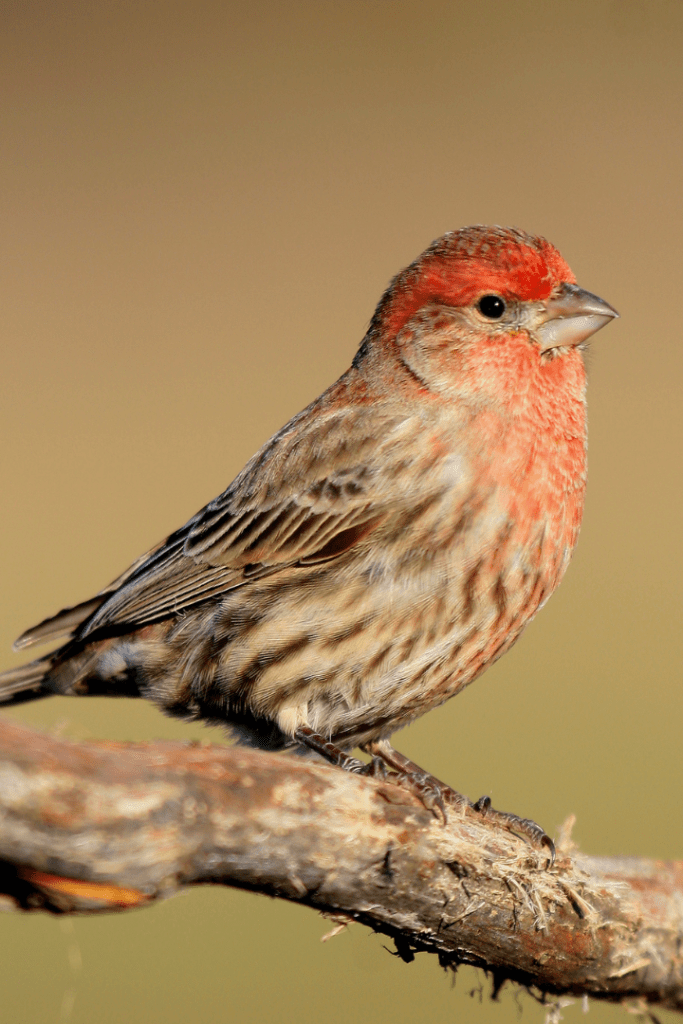 house finch sitting on a tree branch