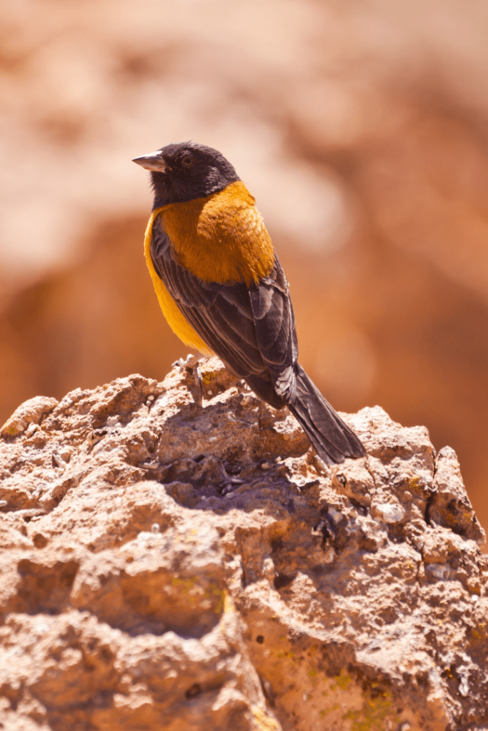 finch perched on rocks with blurred background