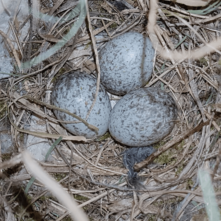 When Do Sparrows Lay Eggs