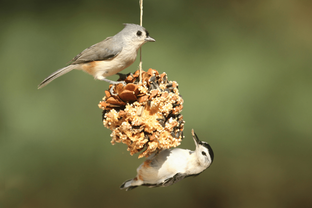 two birds hanging on a twine suet feeder eating