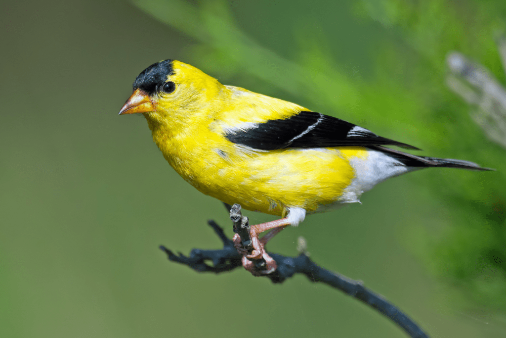 American Goldfinch perched on a branch