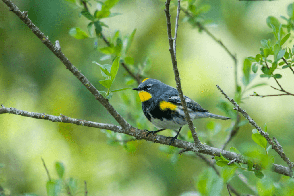 Yellow Warbler in a tree standing on a branch