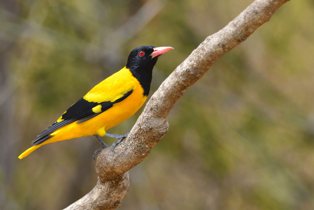 Hooded Oriole standing on a branch