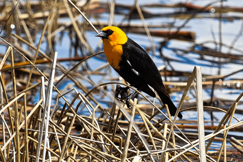 Yellow-headed Blackbird standing on reeds by a pond