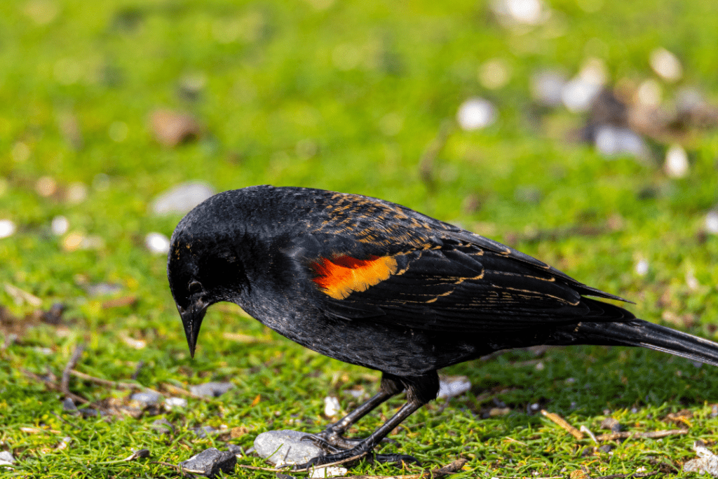 Tricolored Blackbird standing on the ground eating