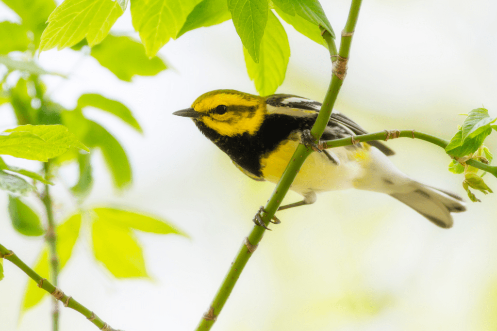 Black-throated Green Warbler perched in a tree