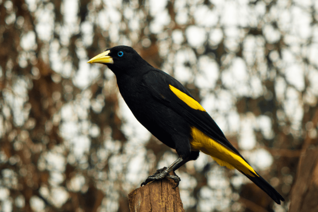 Yellow-rumped Cacique perched on a cut down tree