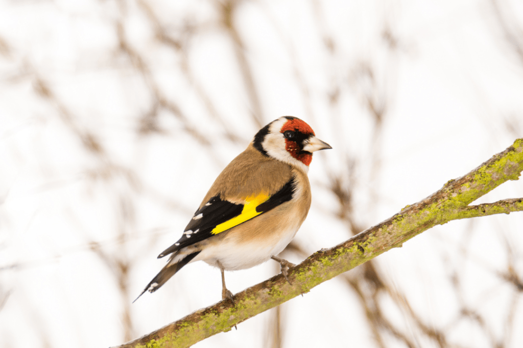 European Goldfinch standing on a tree branch