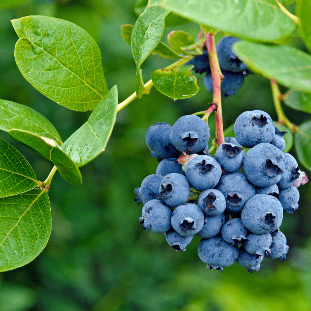blueberries growing a tree